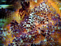 Coleman shrimps on a fire seaurchin. by Gurney Fermin 
